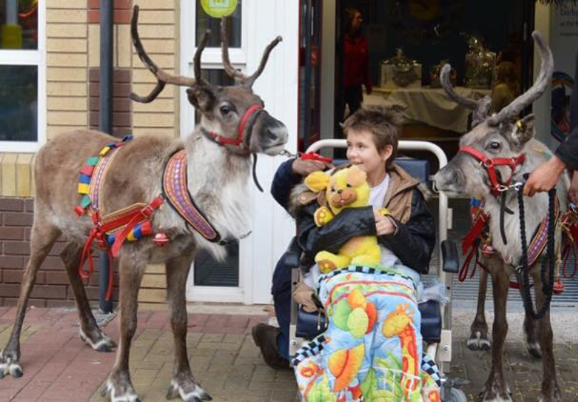 Hire our Christmas Reindeer Phoenix Childrens Foundation