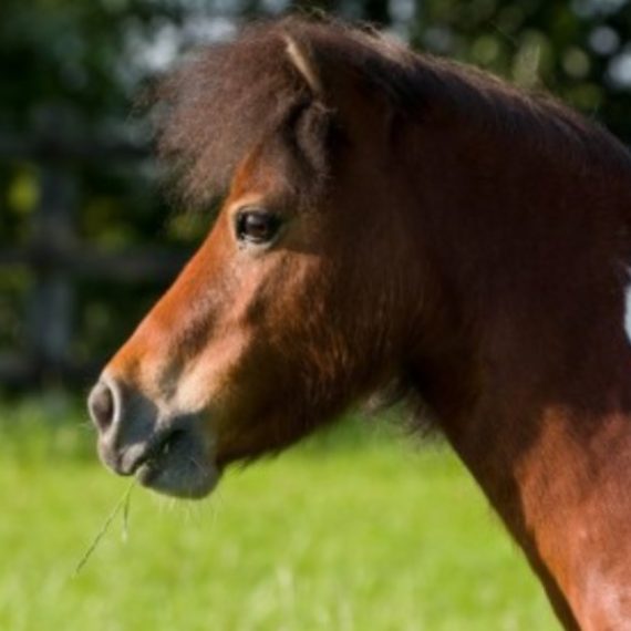 Tickle Shetland Pony for Adoption at Phoenix Childrens Foundation
