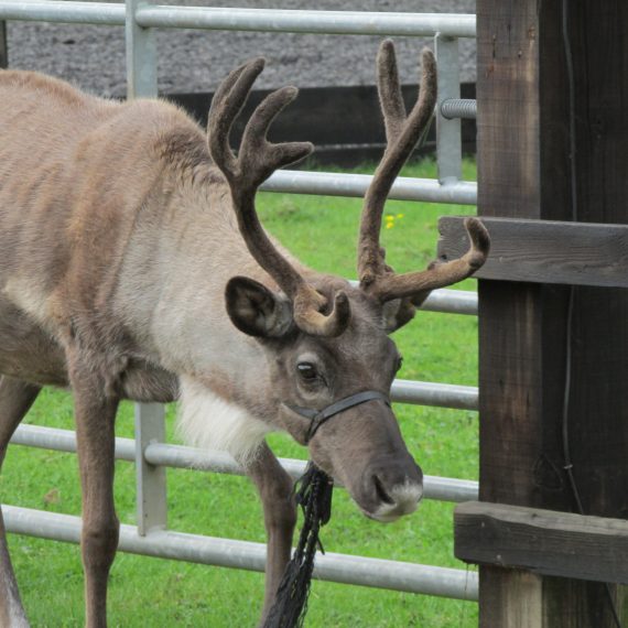 Sponsor Buddy our reindeer