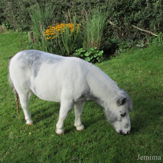 Sponsor our pony Jemima