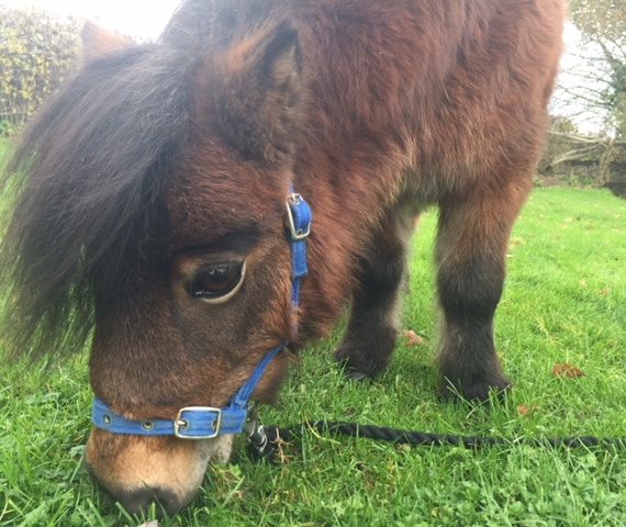 Lilly - adopt a miniature shetland pony